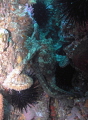   Octopus Farnsworth Reef Catalina. Catalina  